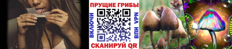 Галлюциногенные грибы прущие грибы  Верхняя Пышма 